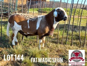 1X GEKEUR MEATMASTER RAM KLUYTS LIVESTOCK FARMING (PTY) LTD. / HENNIE KLUYTS