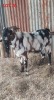 WITHDRAWN - 1X CAPE LOB EAR BUCK TIKVAH GOAT & SHEEP / JOHAN SNYMAN