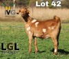 1X UNGRADED CAPE LOB EAR DOE LGL FARMING - GERHARD LOURENS