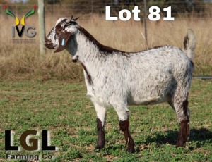 1X STUD GRADED CAPE SKILDER DOE LGL FARMING - GERHARD LOURENS