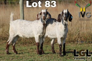 2X UNGRADED
COMMERCIAL CAPE SKILDER DOE LGL FARMING - GERHARD LOURENS (Pay per Animal)