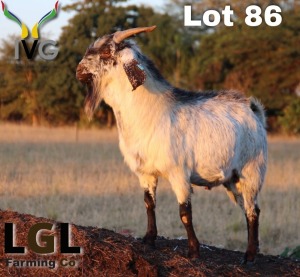 1X COMMERCIAL CAPE SKILDER BUCK LGL FARMING - GERHARD LOURENS