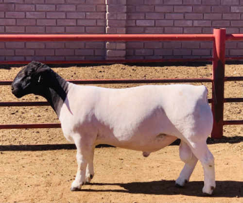 LOT 5 1 X DORPER RAM KOWIE DE WITT DORPERS T5