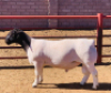 LOT 5 1 X DORPER RAM KOWIE DE WITT DORPERS T5