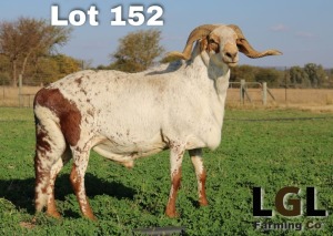 1X DAMARA RAM LGL FARMING - GERHARD LOURENS