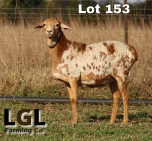 1X PERSIE EWE LGL FARMING - GERHARD LOURENS