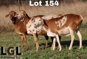 3X PERSIE EWE LGL FARMING - GERHARD LOURENS (Pay per Animal)