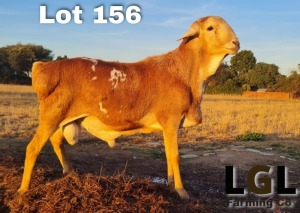 1X PERSIE RAM LGL FARMING - GERHARD LOURENS