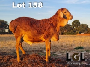 1X PERSIE RAM LGL FARMING - GERHARD LOURENS