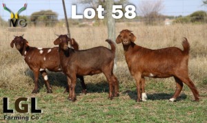 3X UNGRADED CAPE LOB EAR DOE LGL FARMING - GERHARD LOURENS (Pay per Animal)