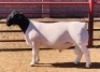 LOT 5 1 X DORPER RAM KOWIE DE WITT DORPERS T5 - 2