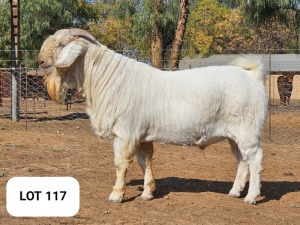 1X FLOCK SAVANNA BUCK MAIZE VALLEY / ANDREW ROBERTS