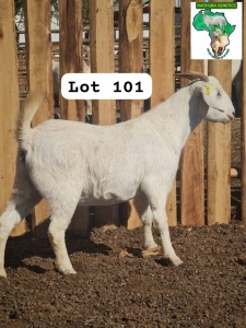 1X FLOCK SAVANNA DOE MATHUBA GENETICS / EMMANUEL MADAU