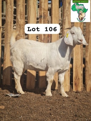 1X FLOCK SAVANNA DOE MATHUBA GENETICS / EMMANUEL MADAU