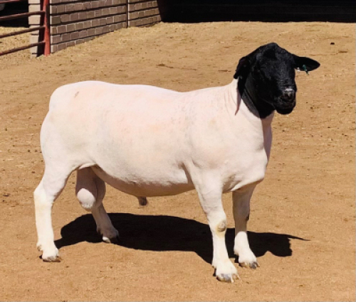 LOT 1 1 X DORPER RAM KOWIE DE WITT DORPERS STOET
