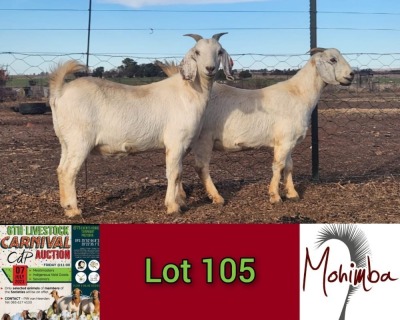 2X FLOCK SAVANNA DOE MOHIMBA BOERDERY / JOHNNY MORRISON (Pay per Animal)