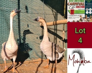 2X GEESE M+F MOHIMBA BOERDERY / JOHNNY MORRISON (Pay per Animal)