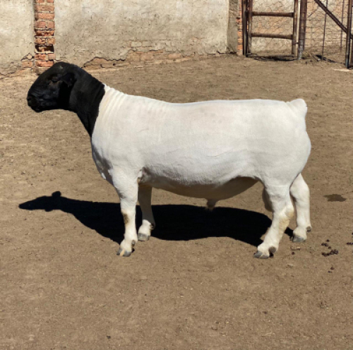 LOT 6 1 X DORPER RAM LEROY PHILLIPS DORPERS T5