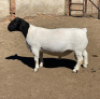 LOT 6 1 X DORPER RAM LEROY PHILLIPS DORPERS T5