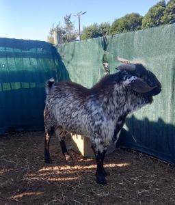 1X COMMERCIAL CAPE SKILDER BUCK SINE METU FARMING / ANTON VAN ZYL