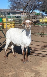 1X DAMARA EWE SINE METU FARMING / ANTON VAN ZYL