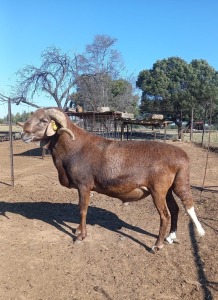 1X DAMARA RAM SINE METU FARMING / ANTON VAN ZYL