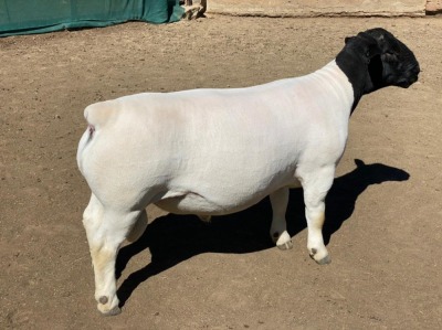 LOT 8 1 X DORPER RAM LEROY PHILLIPS DORPERS T5