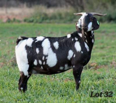 1X STUD GRADED CAPE LOB EAR DOE WILMEG / WILLEM VAN HEERDEN