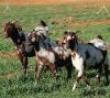 3X COMMERCIAL
STUD GRADED
STUD GRADED CAPE LOB EAR DOE WILMEG / WILLEM VAN HEERDEN (Pay per Animal)