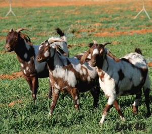 3X COMMERCIAL
STUD GRADED
STUD GRADED CAPE LOB EAR DOE WILMEG / WILLEM VAN HEERDEN (Pay per Animal)