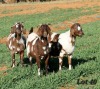 3X COMMERCIAL
STUD GRADED
STUD GRADED CAPE LOB EAR DOE WILMEG / WILLEM VAN HEERDEN (Pay per Animal) - 3