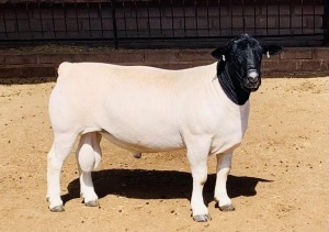 LOT 18 1 X DORPER RAM KOWIE DE WITT DORPERS Stoet/Stud