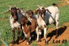 2+2X STUD GRADED
COMMERCIAL CAPE LOB EAR DOE WILMEG / WILLEM VAN HEERDEN (Pay per Animal) - 3