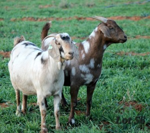 2X STUD GRADED CAPE LOB EAR DOE WILMEG / WILLEM VAN HEERDEN (Pay per Animal)