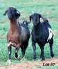 2X COMMERCIALSTUD GRADED CAPE LOB EAR DOE WILMEG / WILLEM VAN HEERDEN (Pay per Animal)