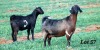 2X COMMERCIALSTUD GRADED CAPE LOB EAR DOE WILMEG / WILLEM VAN HEERDEN (Pay per Animal) - 2