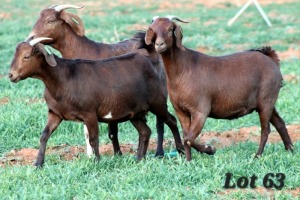 3X STUD GRADED
STUD GRADED
COMMERCIAL CAPE LOB EAR DOE WILMEG / WILLEM VAN HEERDEN (Pay per Animal)