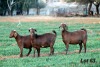 3X STUD GRADED
STUD GRADED
COMMERCIAL CAPE LOB EAR DOE WILMEG / WILLEM VAN HEERDEN (Pay per Animal) - 2