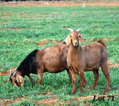 2X COMMERCIAL CAPE LOB EAR DOE WILMEG / WILLEM VAN HEERDEN (Pay per Animal)