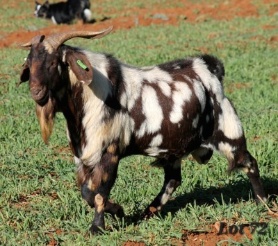 1X STUD GRADED CAPE LOB EAR BUCK WILMEG / WILLEM VAN HEERDEN