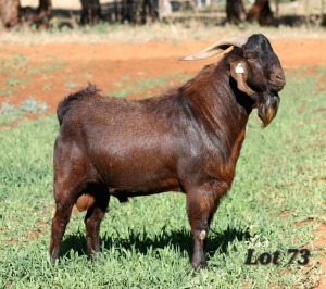 1X STUD GRADED CAPE LOB EAR BUCK WILMEG / WILLEM VAN HEERDEN