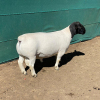 LOT 9 1 X DORPER RAM LEROY PHILLIPS DORPERS STOET/STUD