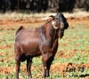 1X STUD GRADED CAPE LOB EAR BUCK WILMEG / WILLEM VAN HEERDEN - 2