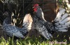 2X CHICKENS M+F ZABO BOERDERY / CHRISTIAN VON WIELLIGH (Pay per Animal)