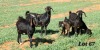 3+2X COMMERCIAL
STUD GRADED
COMMERCIAL CAPE LOB EAR DOE WILMEG / WILLEM VAN HEERDEN (Pay per Animal) - 2