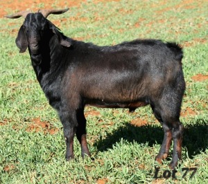 1X COMMERCIAL CAPE LOB EAR BUCK WILMEG / WILLEM VAN HEERDEN