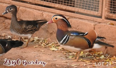 2X DUCKS M+F ZABO BOERDERY / CHRISTIAN VON WIELLIGH (Pay per Animal)