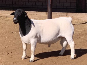 LOT 19 1 X DORPER RAM KOWIE DE WITT DORPERS T5