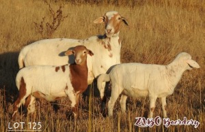 1+2X GEKEUR MEATMASTER EWE ZABO BOERDERY / CHRISTIAN VON WIELLIGH