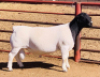 LOT 19 1 X DORPER RAM KOWIE DE WITT DORPERS T5 - 2